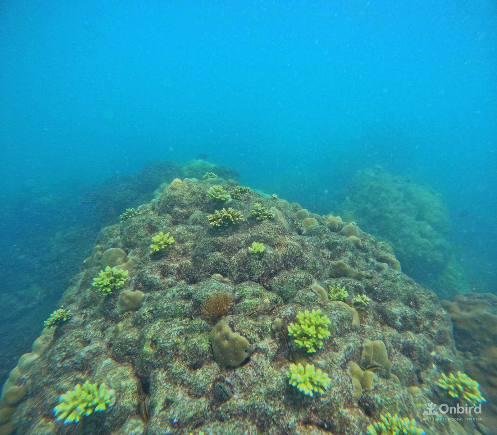 Dcim100goprogopr9971.jpg