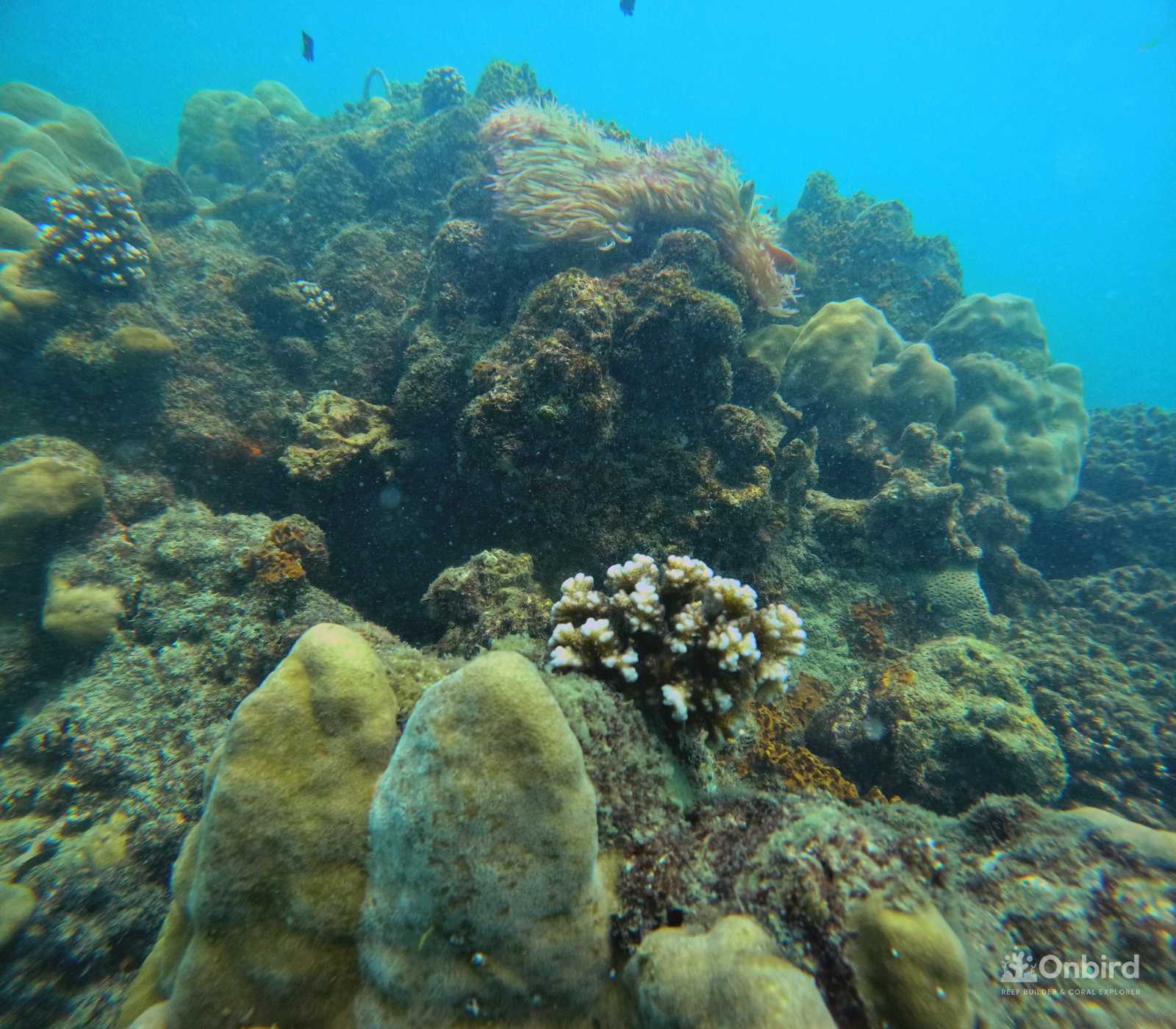 Dcim100goprogopr9981.jpg
