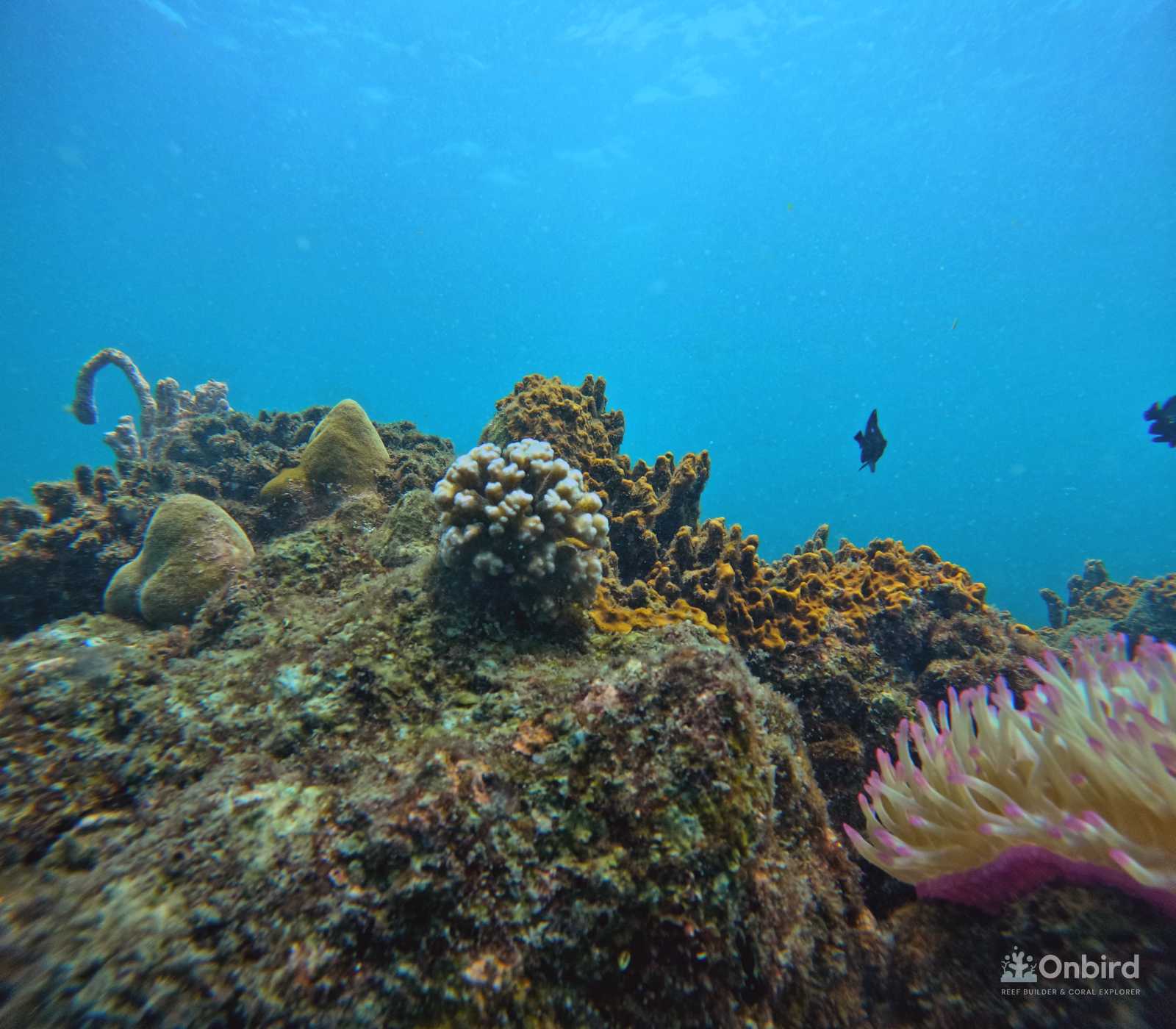 Dcim100goprogopr9983.jpg