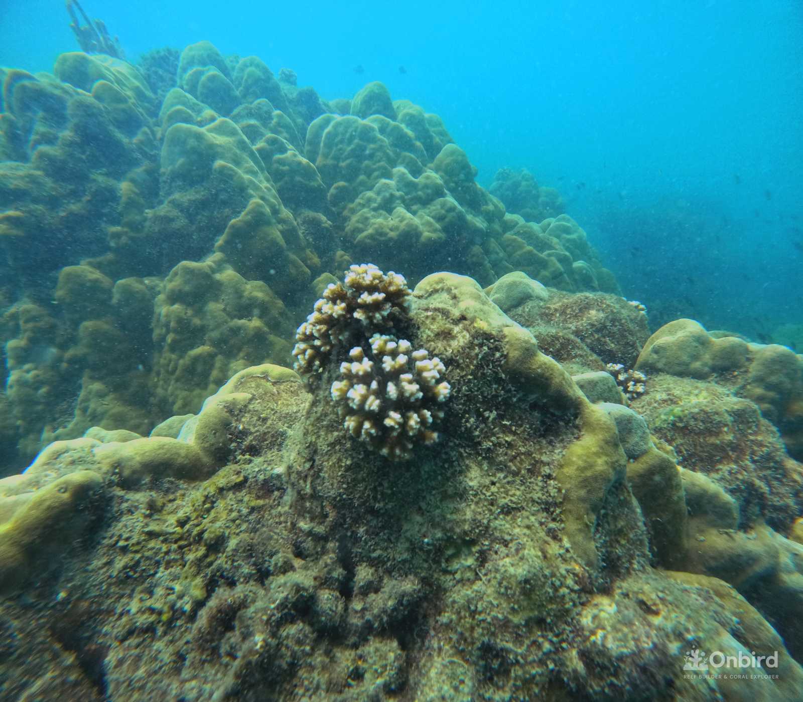 Dcim100goprogopr9987.jpg