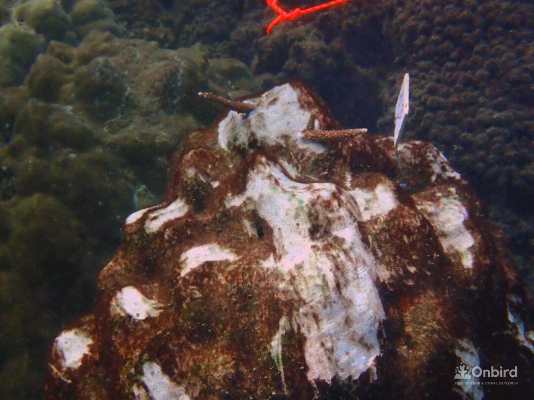 Batch Pa221971