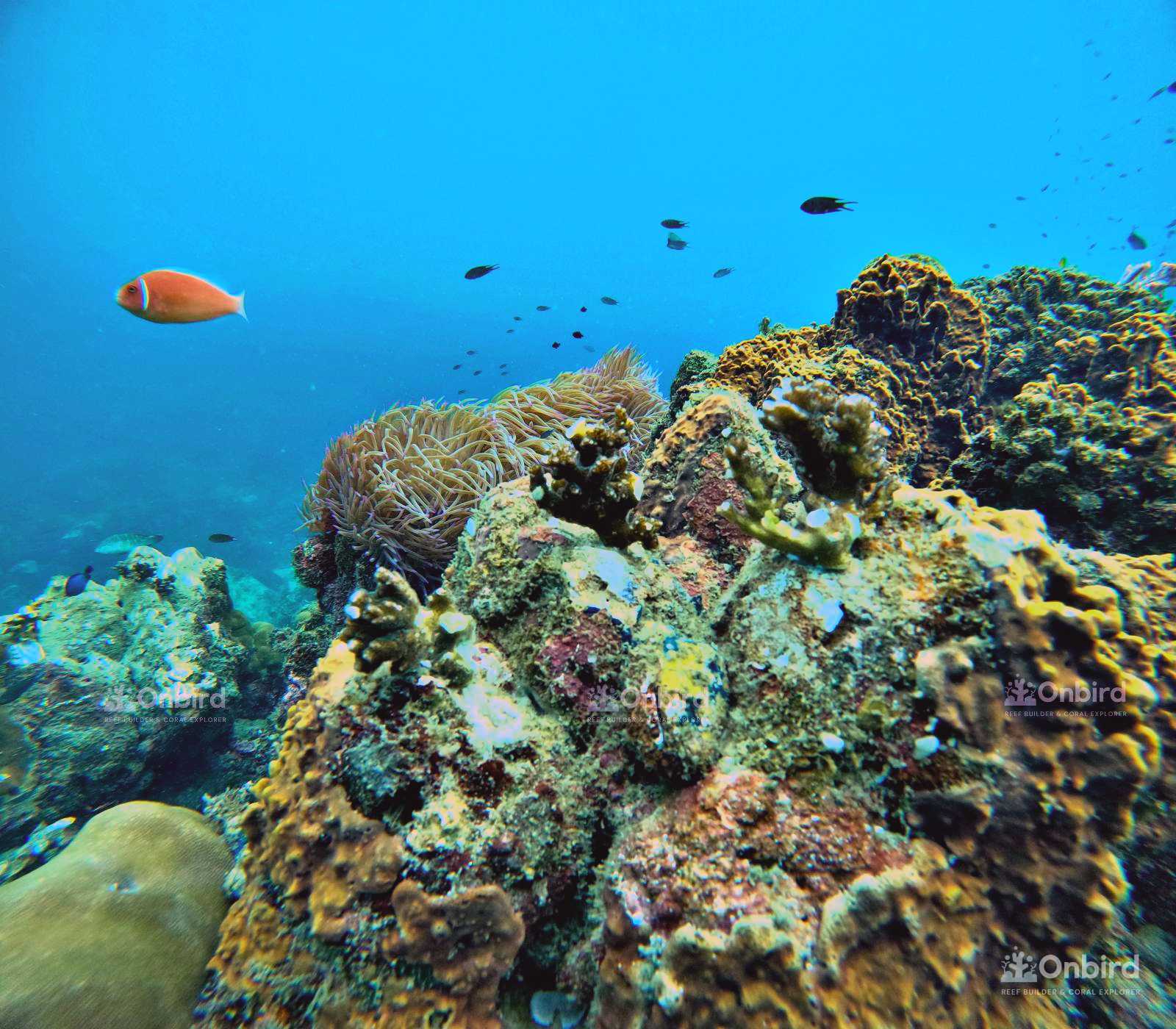 Dcim105goprogopr4902.jpg