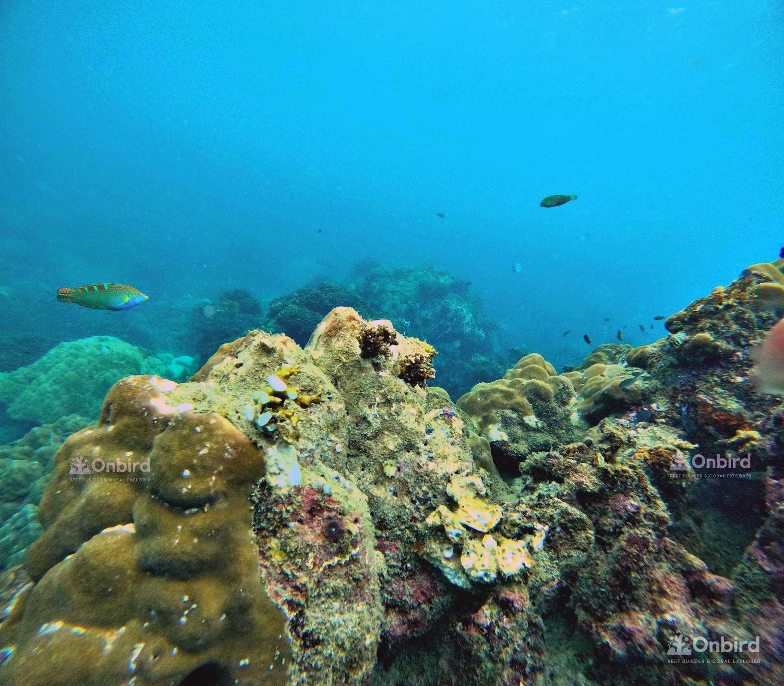 Dcim105goprogopr4903.jpg