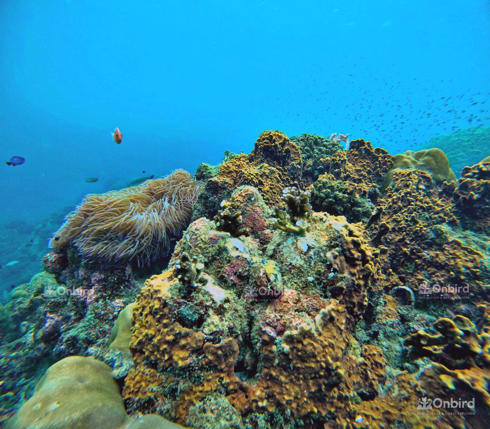 Dcim105goprogopr4913.jpg