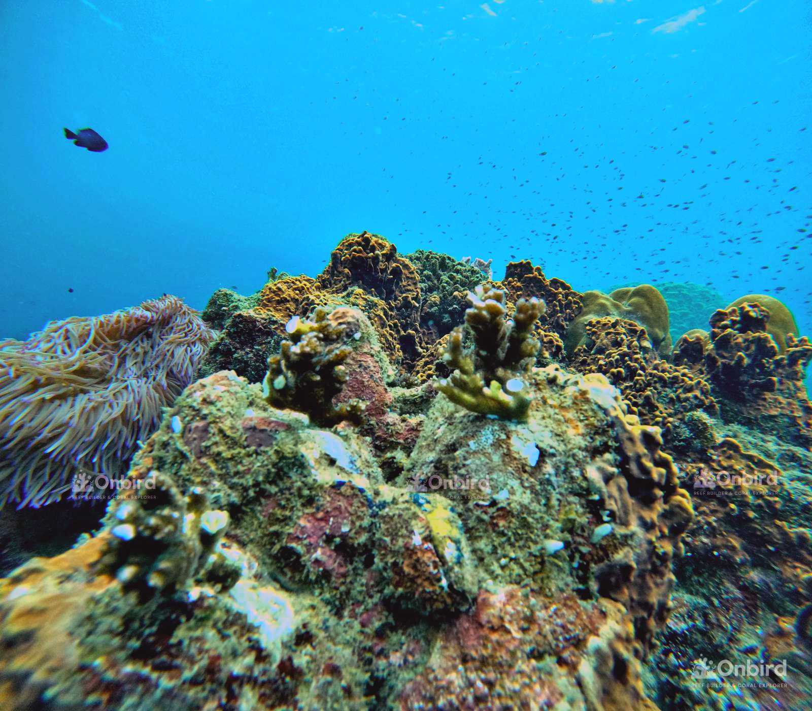 Dcim105goprogopr4914.jpg