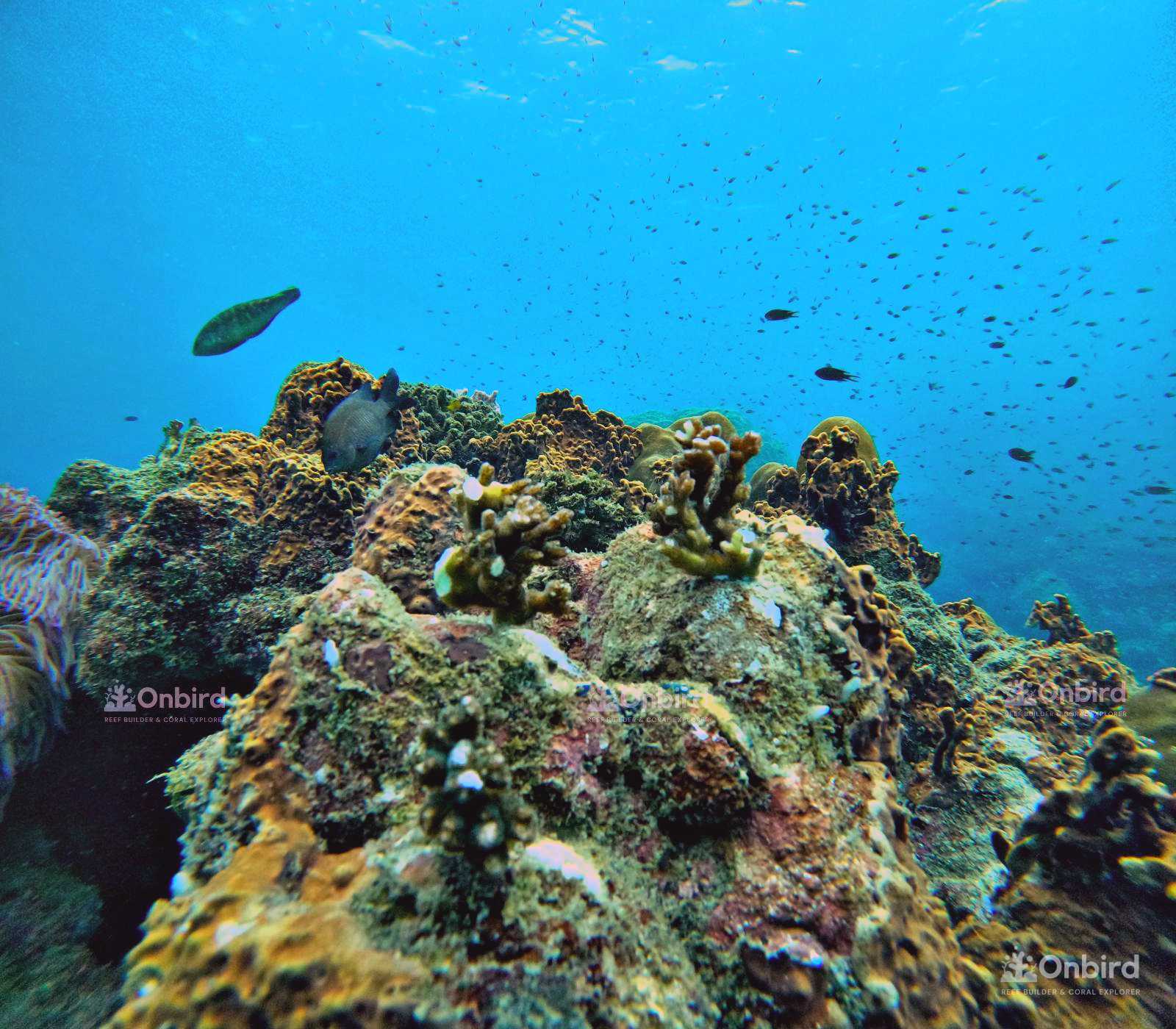 Dcim105goprogopr4915.jpg