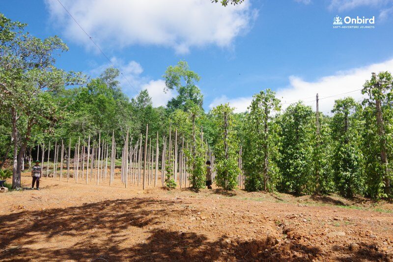 Phu Quoc Local Pepper Farm