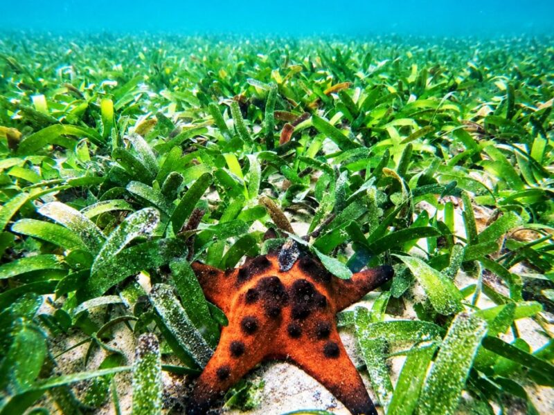 Discovery Snorkeling Phu Quoc Seagrass Conservation Area Discover the quiet beauty beneath the surface with a gentle snorkeling experience through vibrant seagrass meadows.
