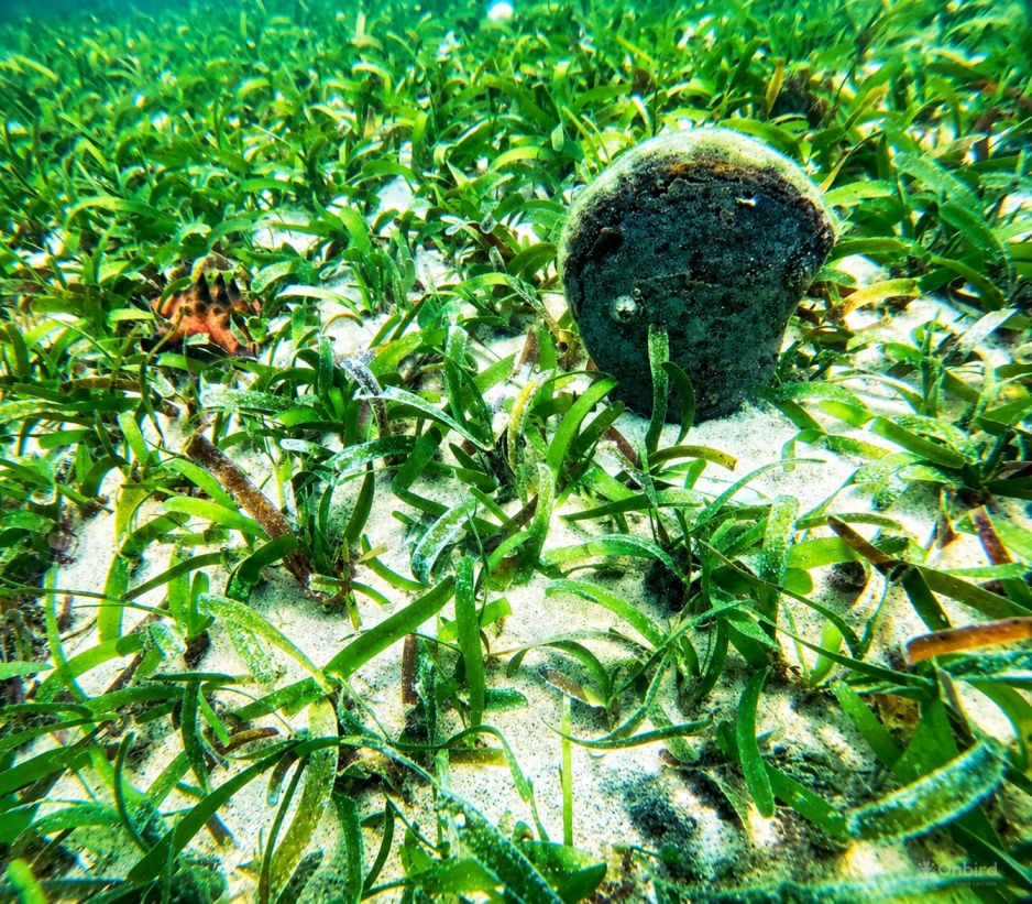 Discovery Snorkeling Phu Quoc Seagrass Conservation Area Discover the quiet beauty beneath the surface with a gentle snorkeling experience through vibrant seagrass meadows.