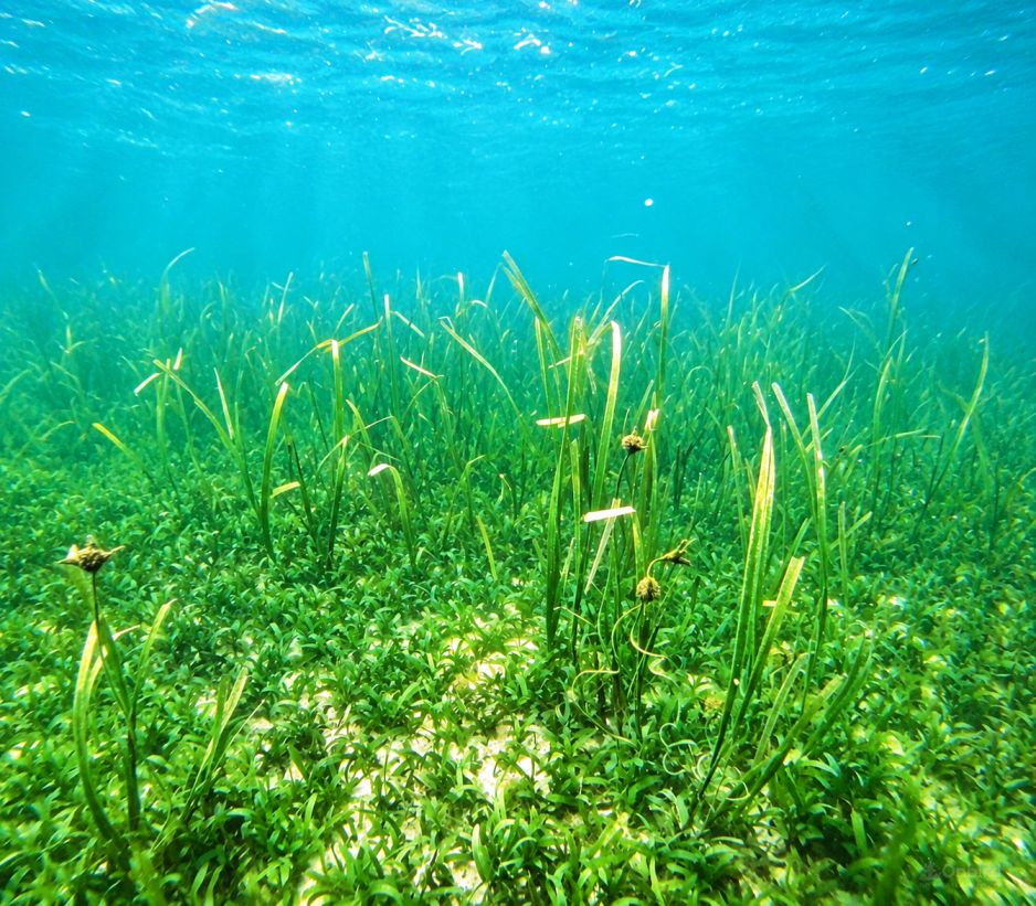 Discovery Snorkeling Phu Quoc Seagrass Conservation Area Discover the quiet beauty beneath the surface with a gentle snorkeling experience through vibrant seagrass meadows.