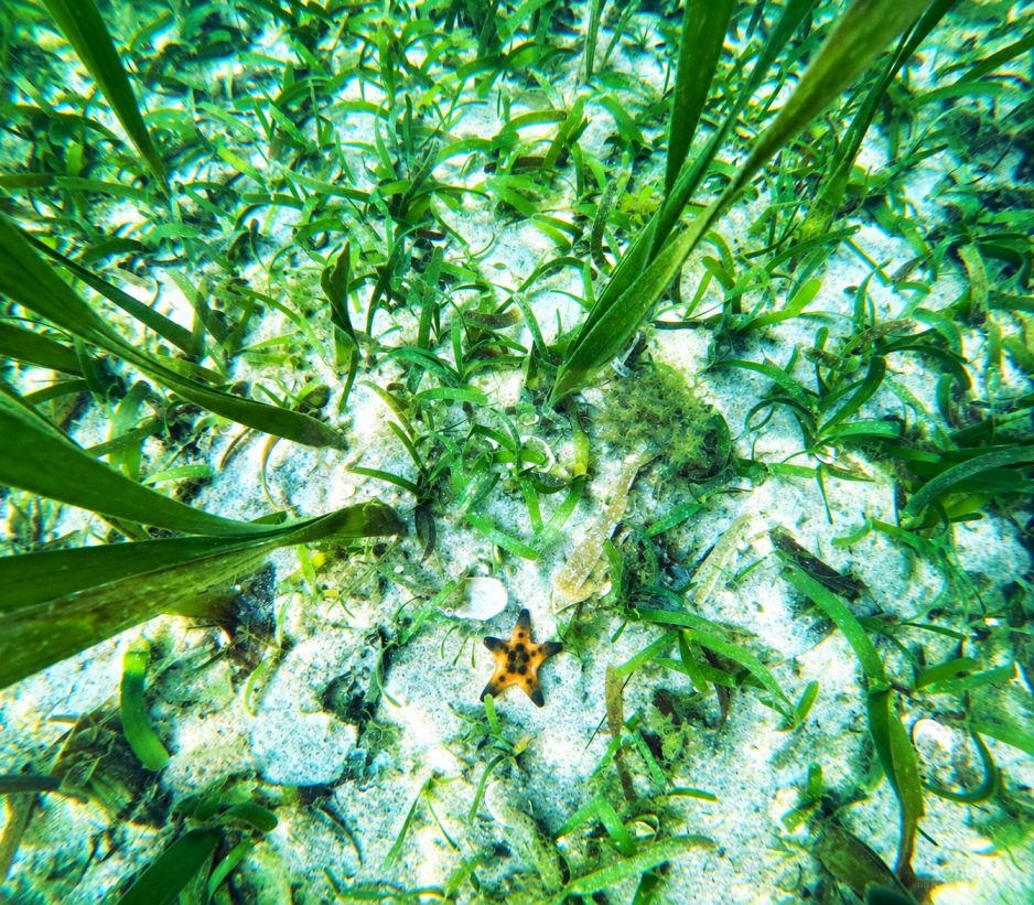 Discovery Snorkeling Phu Quoc Seagrass Conservation Area Discover the quiet beauty beneath the surface with a gentle snorkeling experience through vibrant seagrass meadows.