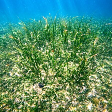 Discovery Snorkeling Phu Quoc Seagrass Conservation Area Discover the quiet beauty beneath the surface with a gentle snorkeling experience through vibrant seagrass meadows.