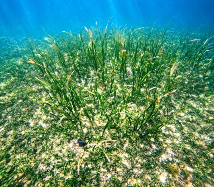 Discovery Snorkeling Phu Quoc Seagrass Conservation Area Discover the quiet beauty beneath the surface with a gentle snorkeling experience through vibrant seagrass meadows.
