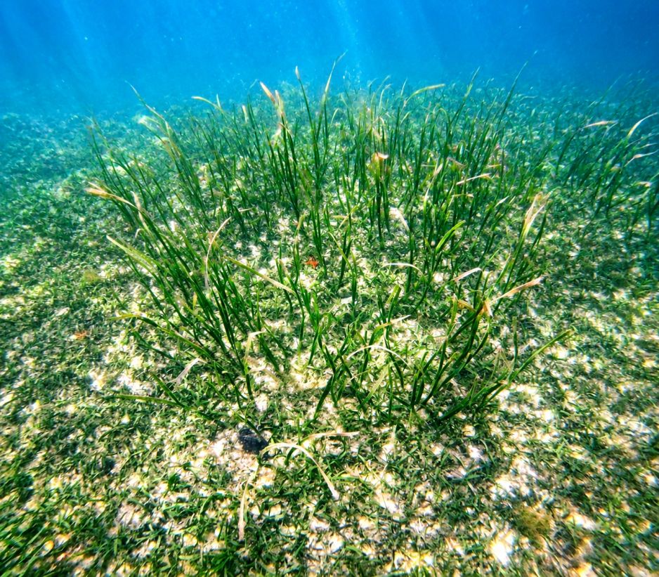 Discovery Snorkeling Phu Quoc Seagrass Conservation Area Discover the quiet beauty beneath the surface with a gentle snorkeling experience through vibrant seagrass meadows.