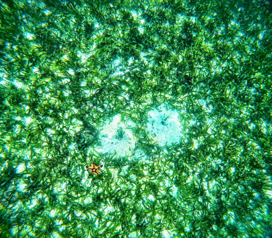 Discovery Snorkeling Phu Quoc Seagrass Conservation Area Discover the quiet beauty beneath the surface with a gentle snorkeling experience through vibrant seagrass meadows.