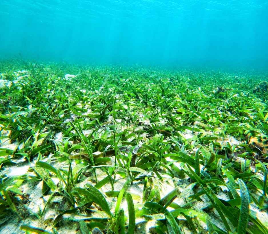 Discovery Snorkeling Phu Quoc Seagrass Conservation Area Discover the quiet beauty beneath the surface with a gentle snorkeling experience through vibrant seagrass meadows.