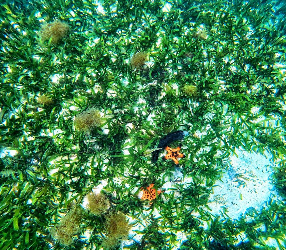 Discovery Snorkeling Phu Quoc Seagrass Conservation Area Discover the quiet beauty beneath the surface with a gentle snorkeling experience through vibrant seagrass meadows.