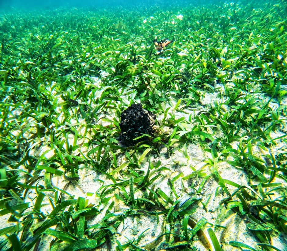 Discovery Snorkeling Phu Quoc Seagrass Conservation Area Discover the quiet beauty beneath the surface with a gentle snorkeling experience through vibrant seagrass meadows.