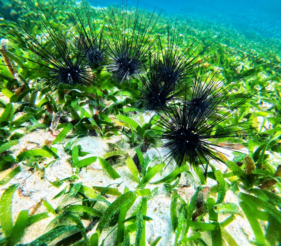 Discovery Snorkeling Phu Quoc Seagrass Conservation Area Discover the quiet beauty beneath the surface with a gentle snorkeling experience through vibrant seagrass meadows.