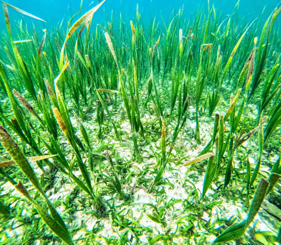 Discovery Snorkeling Phu Quoc Seagrass Conservation Area Discover the quiet beauty beneath the surface with a gentle snorkeling experience through vibrant seagrass meadows.