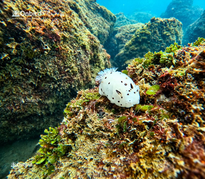 Spotted white nudibranch on the reef at Sword Reef, Phu Quoc