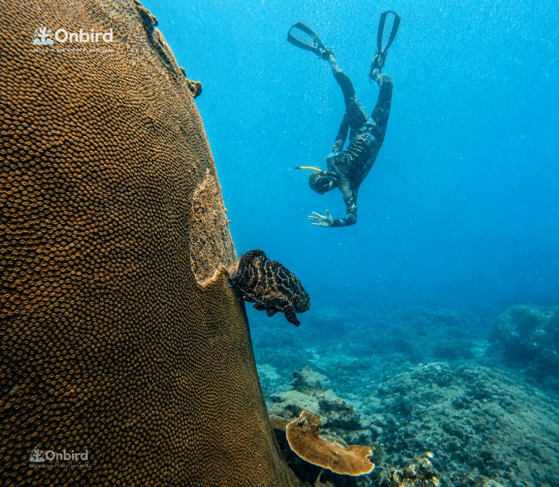 Onbird Snorkeling Sea Creatures At Sword Reef Phu Quoc (10)