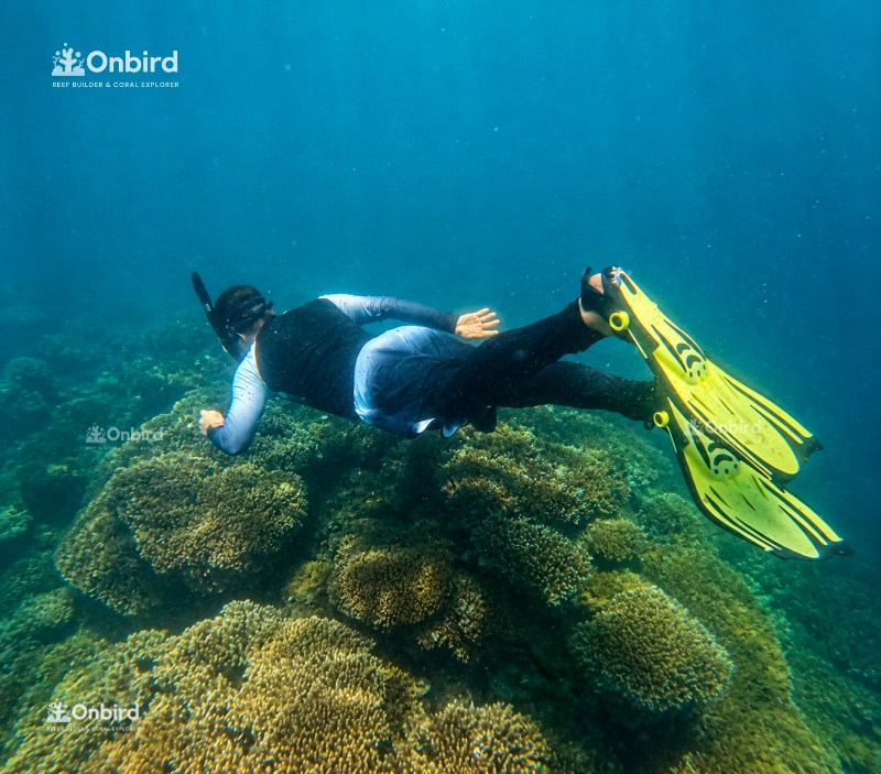 Onbird Snorkeling Sea Creatures At Sword Reef Phu Quoc (11)