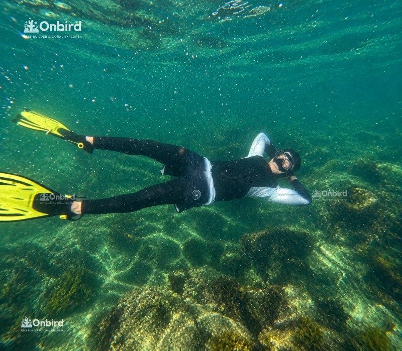 Onbird Snorkeling Sea Creatures At Sword Reef Phu Quoc (13)