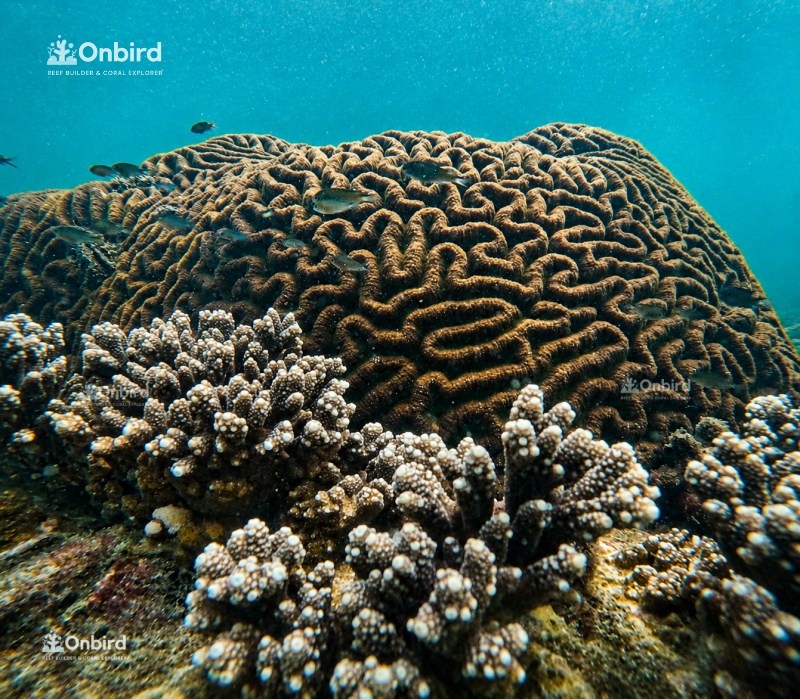 Onbird Snorkeling Sea Creatures At Sword Reef Phu Quoc (2)