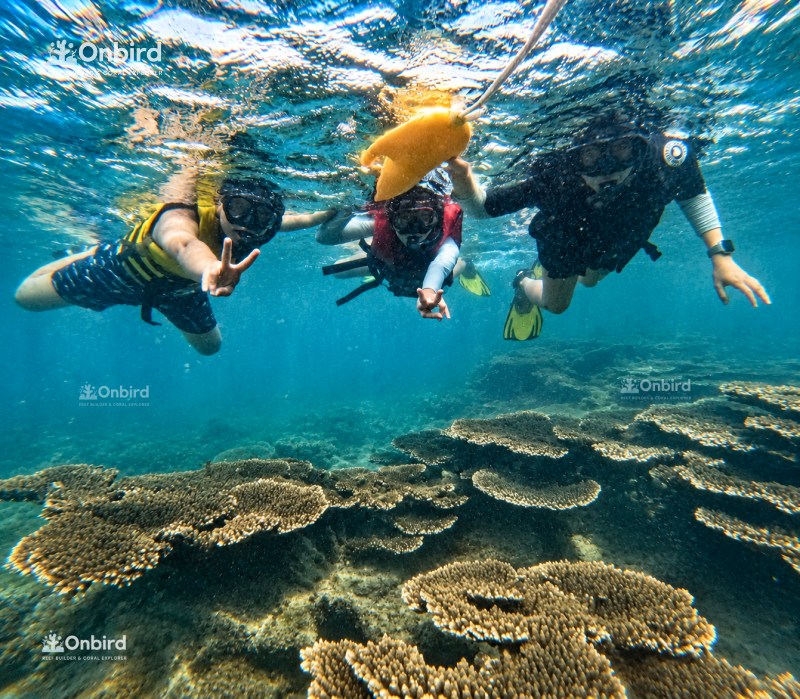 Onbird Snorkeling Sea Creatures At Sword Reef Phu Quoc (3)