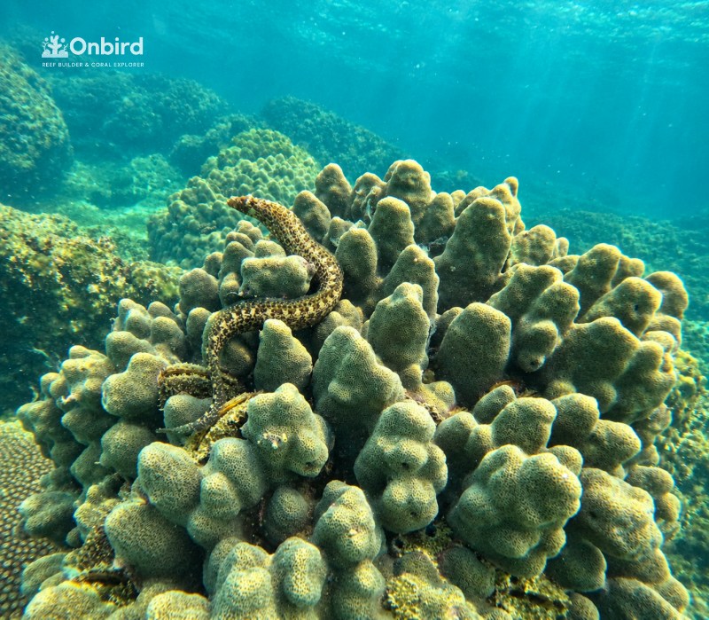 Sea snake observed while snorkeling at Sword Reef, Phu Quoc