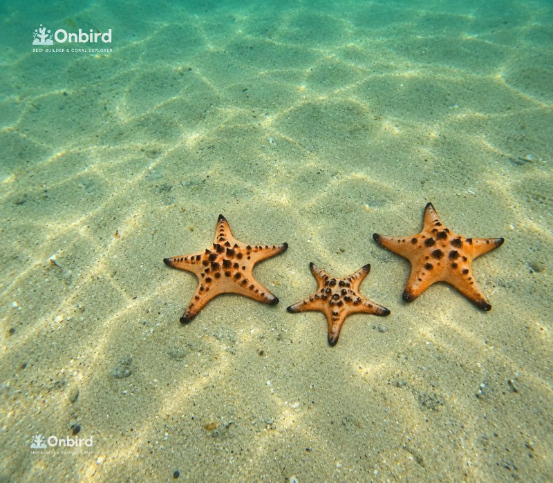 starfish on a sandy patch between corals at Sword Reef, Phu Quoc