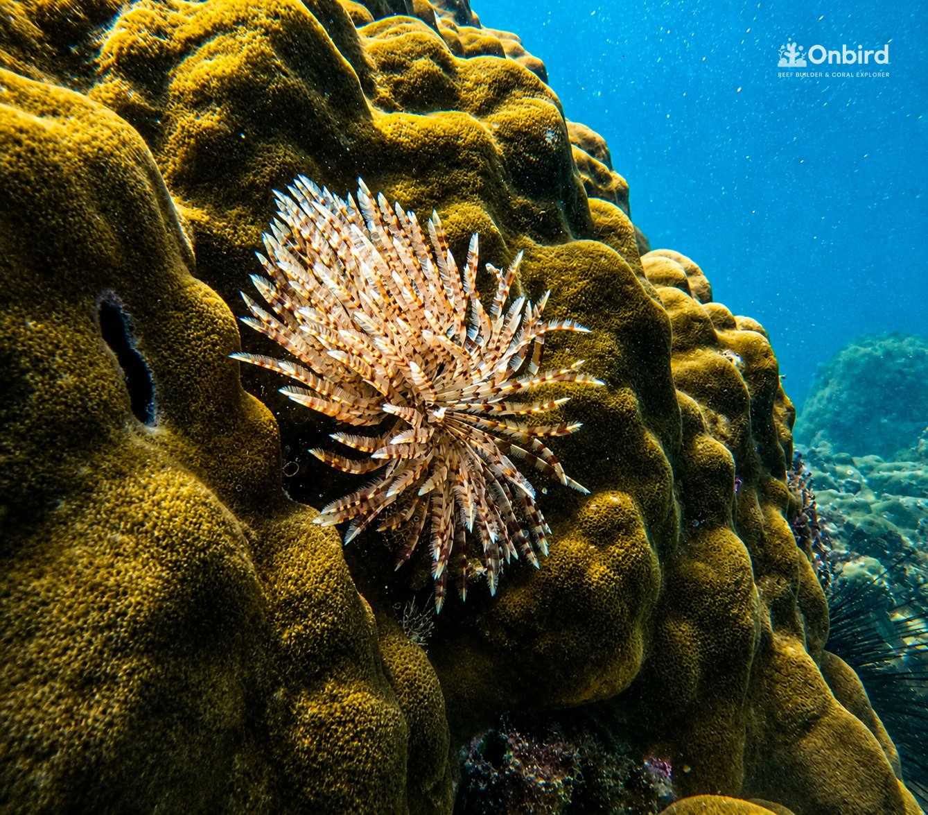 Feather duster sea worm on coral at Sword Reef, Phu Quoc