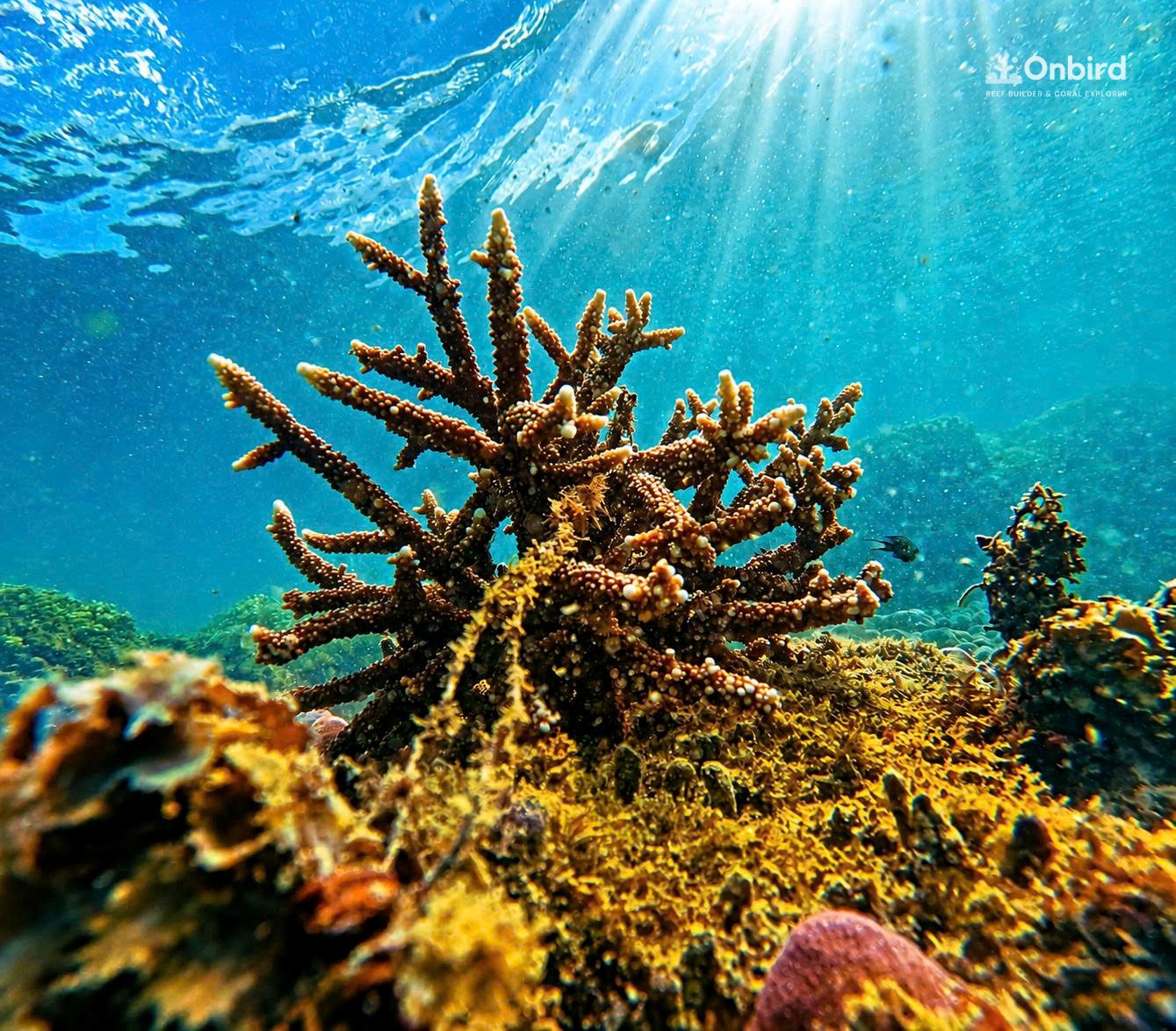 Sword Reef Acropora
