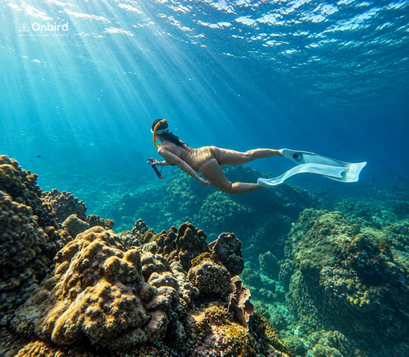 Onbird Phu Quoc Half-moon reef snorkeling