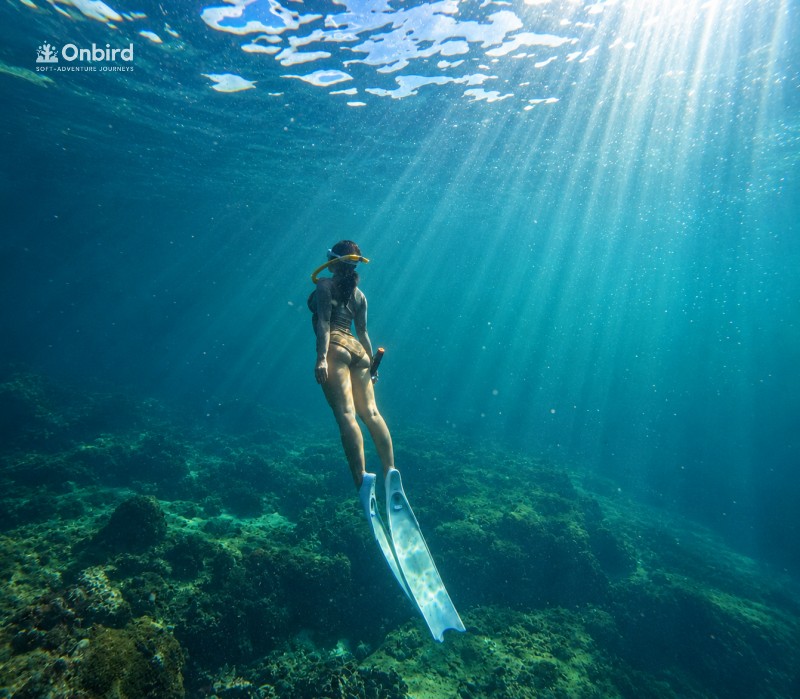Onbird Phu Quoc Half-moon reef guest freeding
