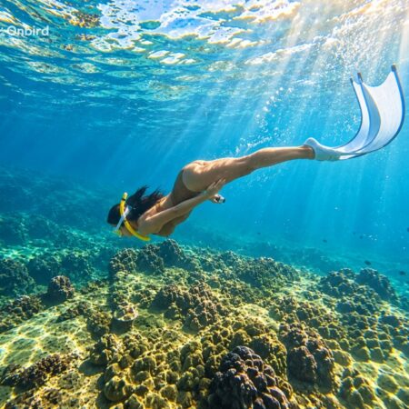 Onbird Phu Quoc Half-moon reef guest freeding