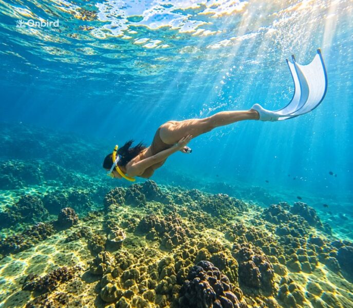 Onbird Phu Quoc Half-moon reef guest freeding