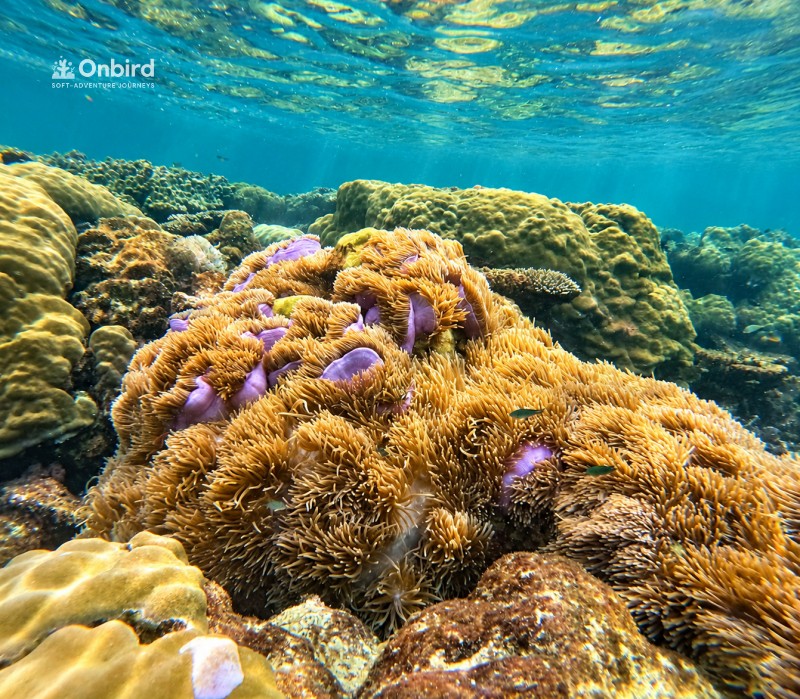 [PHOTO 4 — Anemone garden and clownfish]