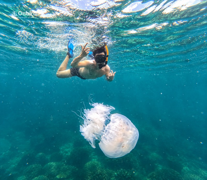 Snorkeler And Jellyfish In Sunlit Waters