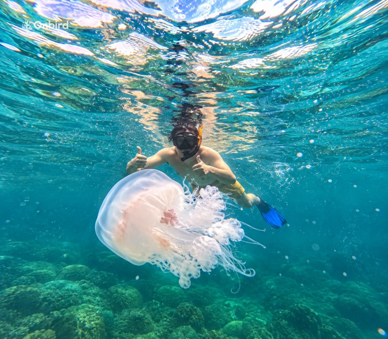 Snorkeler’s Thumbs Up Beneath Sunlit Jellyfish